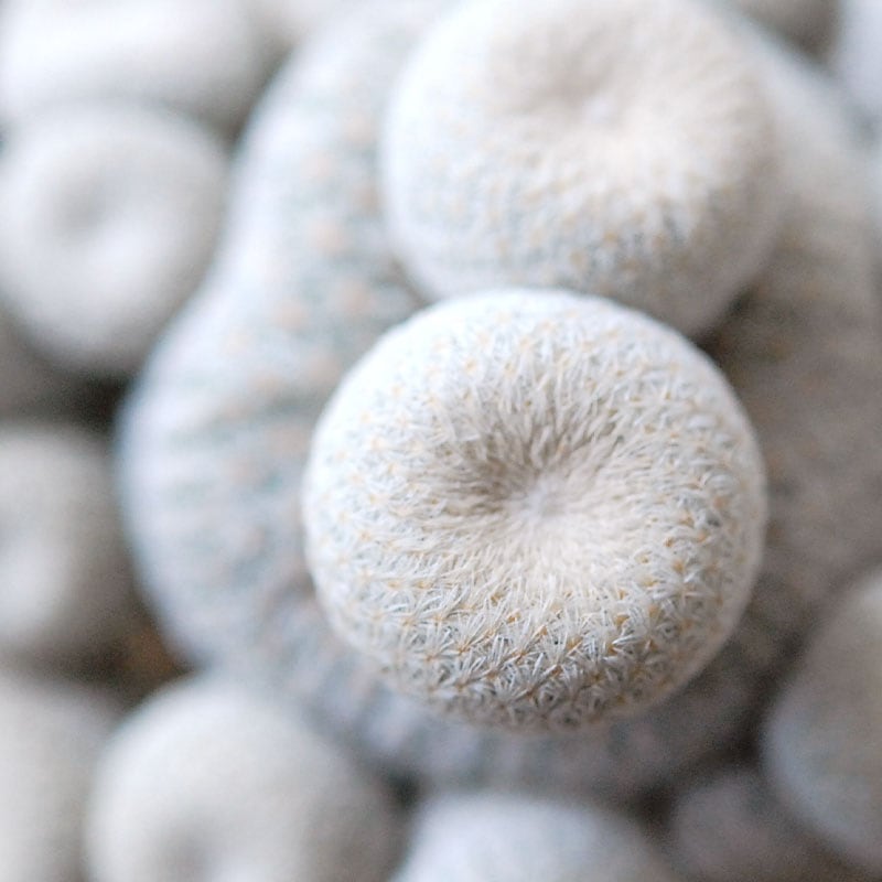 Epithelantha 小人の帽子 x antique pot