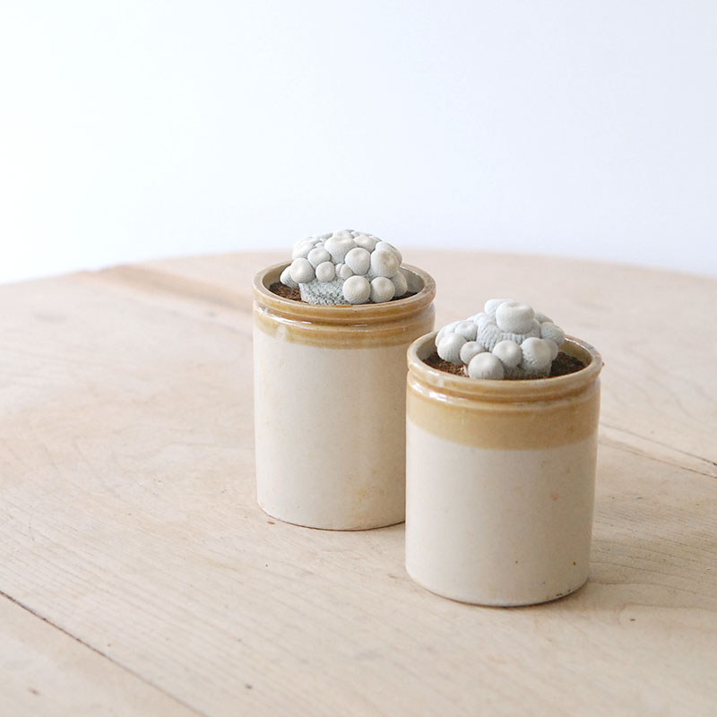 Epithelantha 小人の帽子 x antique pot