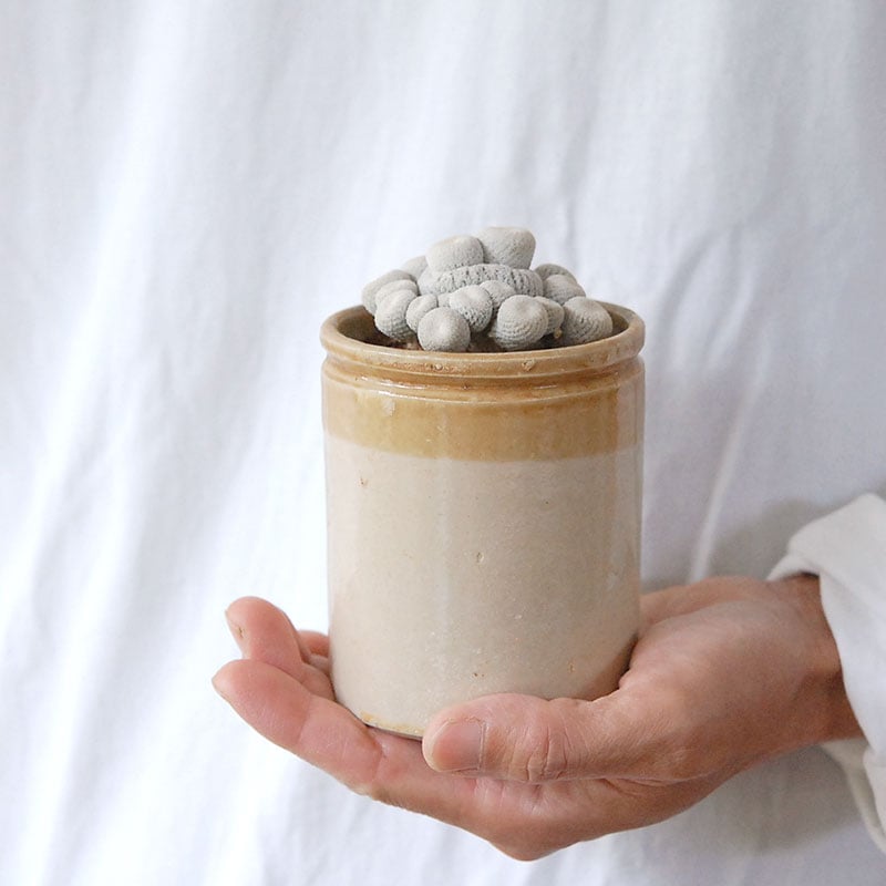 Epithelantha 小人の帽子 x antique pot