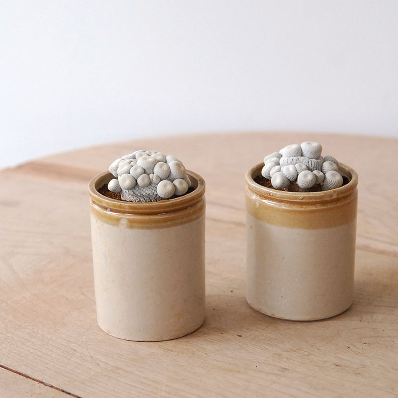 Epithelantha 小人の帽子 x antique pot