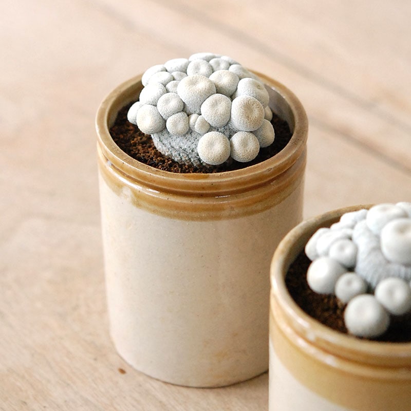Epithelantha 小人の帽子 x antique pot