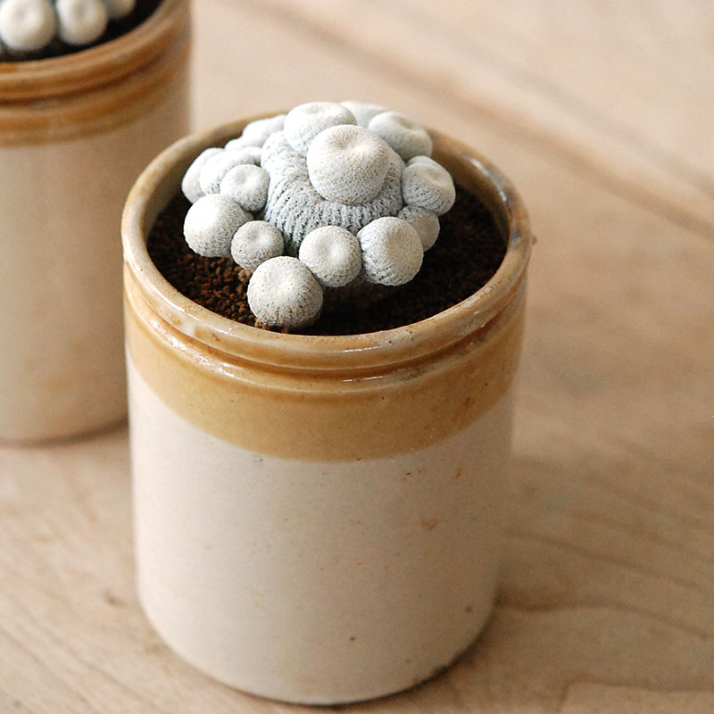Epithelantha 小人の帽子 x antique pot