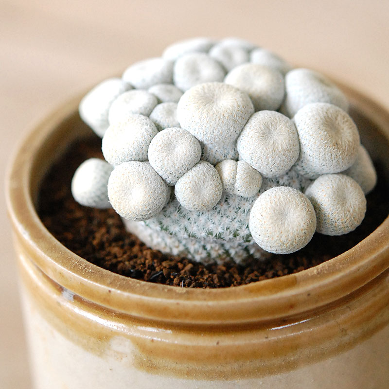 Epithelantha 小人の帽子 x antique pot