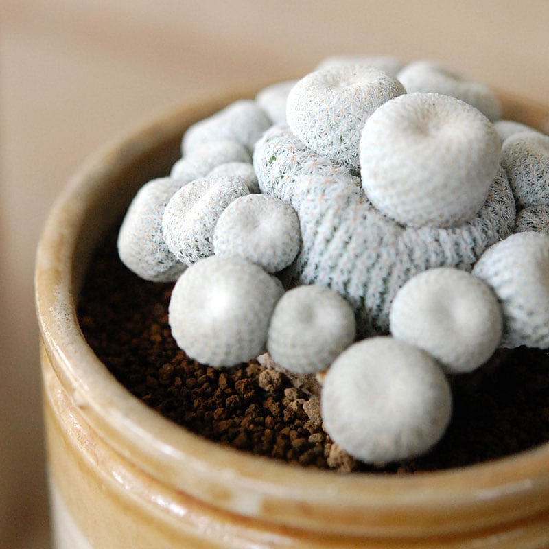 Epithelantha 小人の帽子 x antique pot