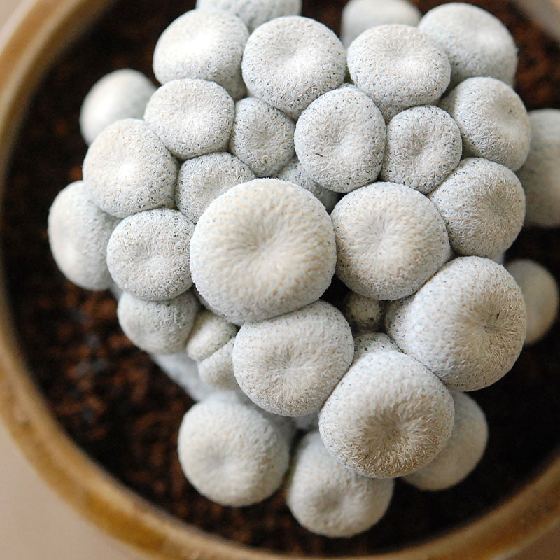 Epithelantha 小人の帽子 x antique pot