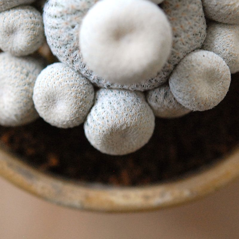 Epithelantha 小人の帽子 x antique pot