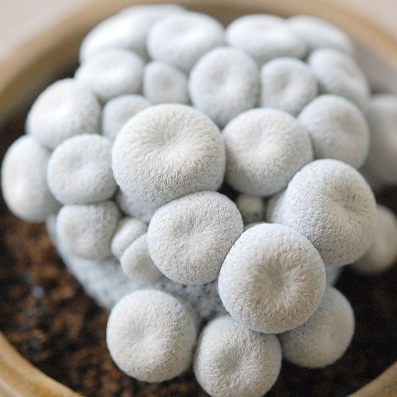 Epithelantha 小人の帽子 x antique pot