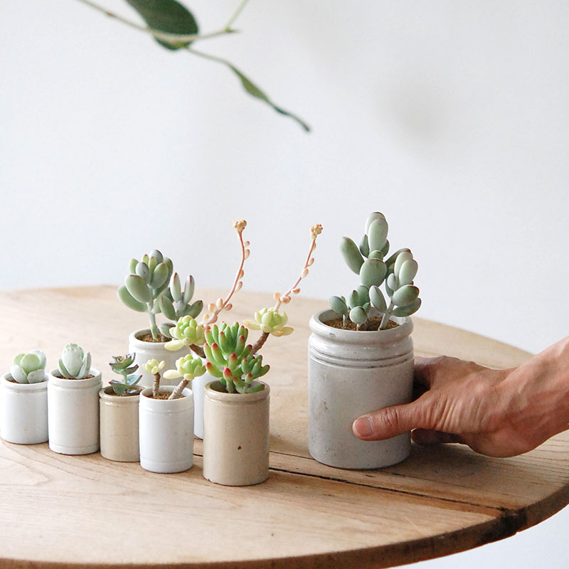 Succulent x antique イギリスジャー