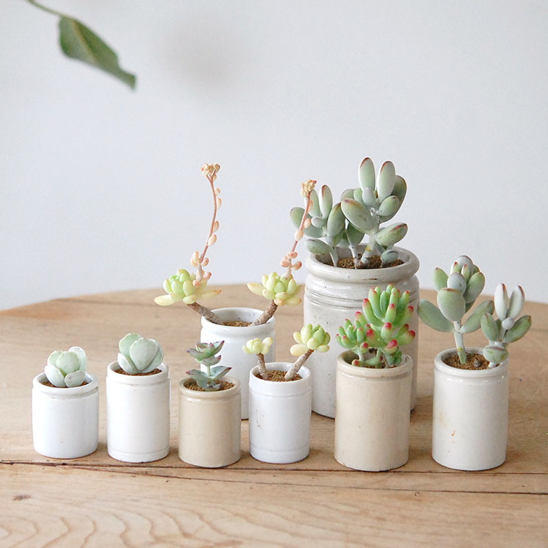 Succulent x antique イギリスジャー