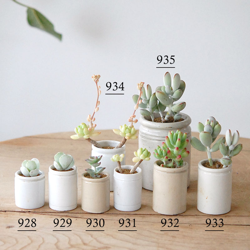 Succulent x antique イギリスジャー