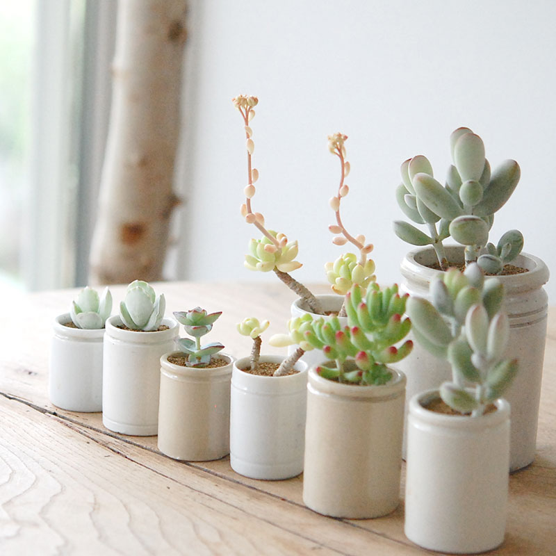 Succulent x antique イギリスジャー