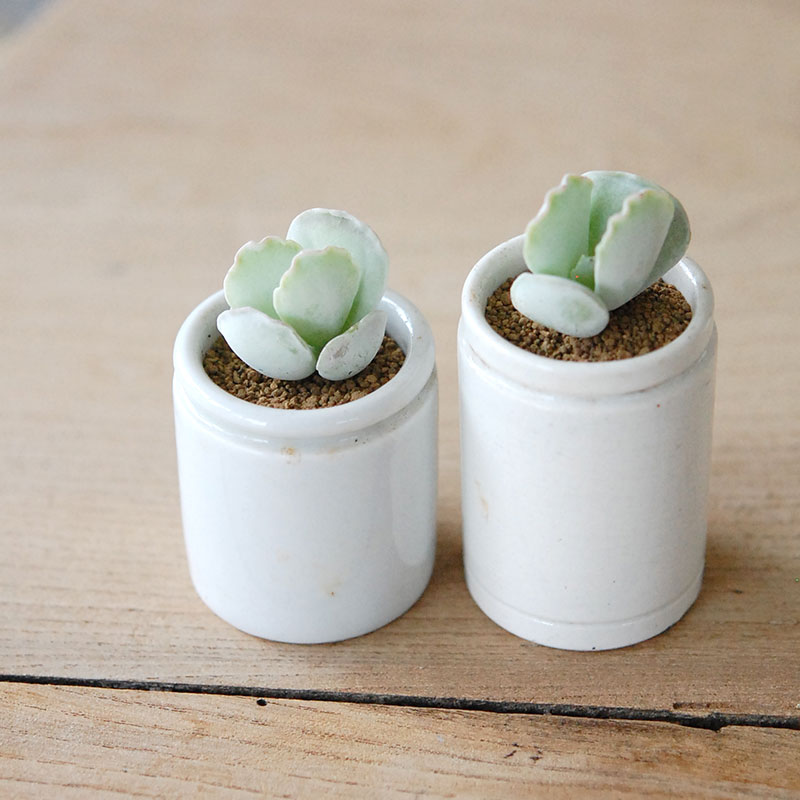 Succulent x antique イギリスジャー