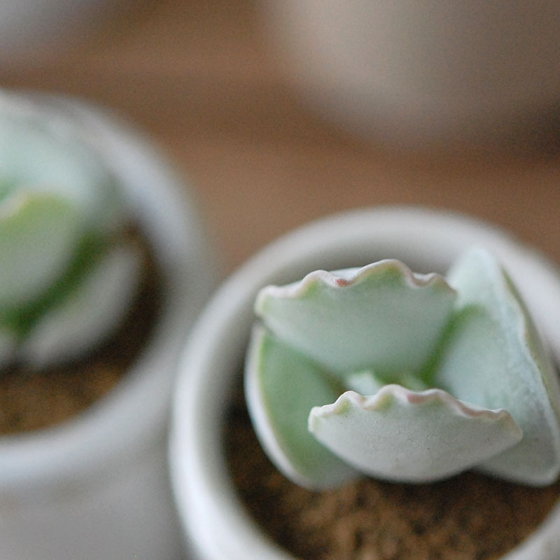 Succulent x antique イギリスジャー