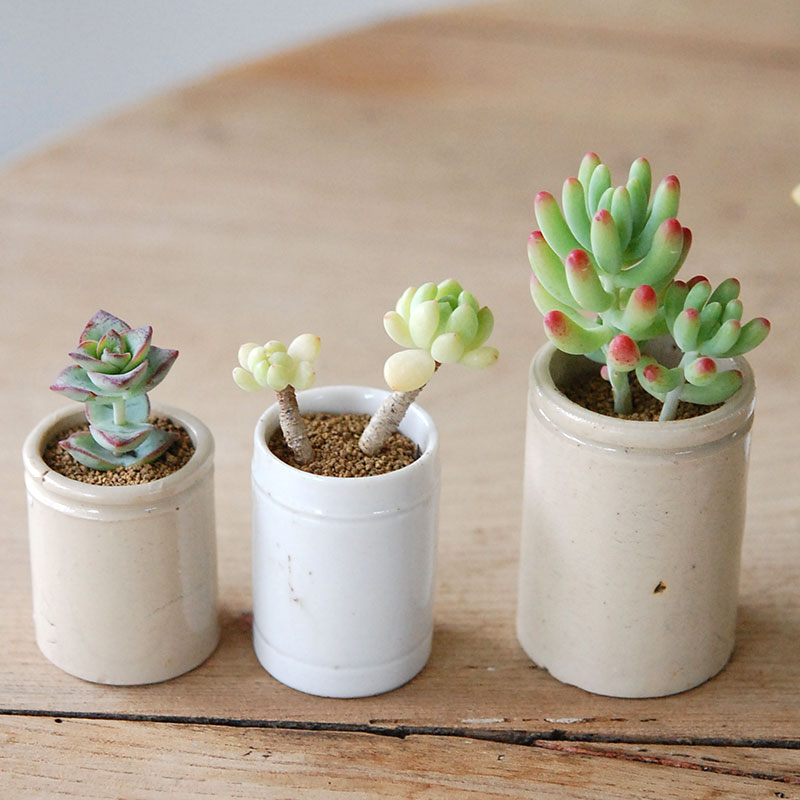Succulent x antique イギリスジャー