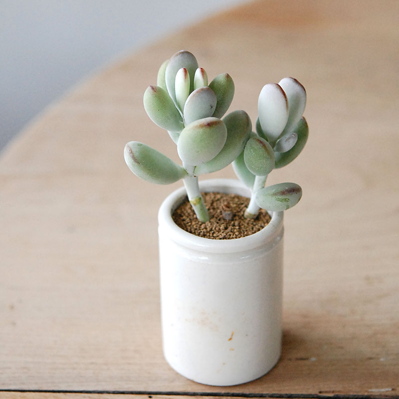 Succulent x antique イギリスジャー