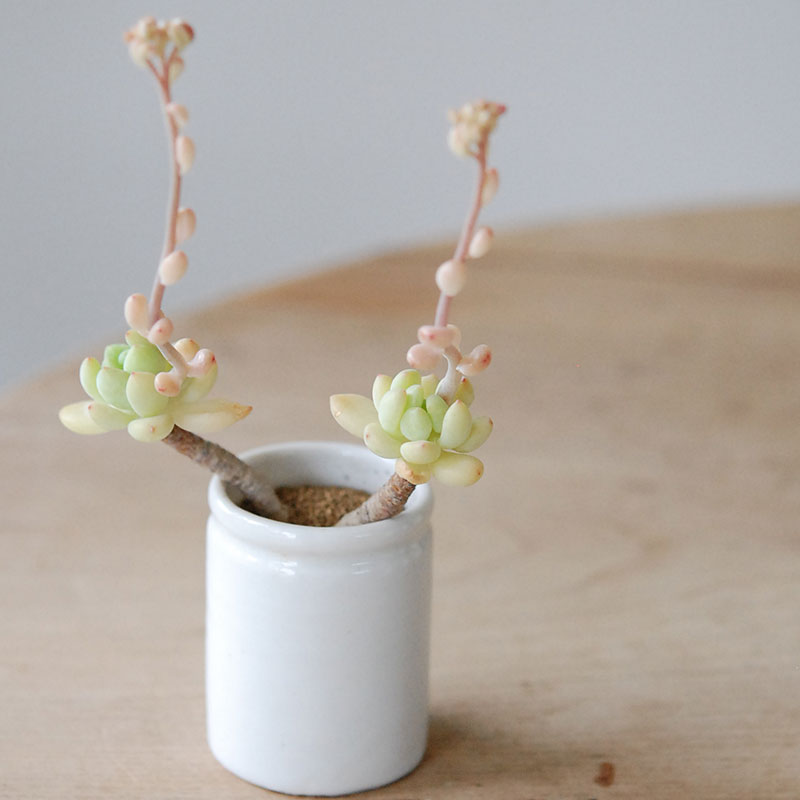 Succulent x antique イギリスジャー