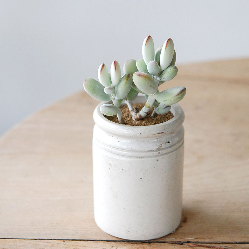 Succulent x antique イギリスジャー