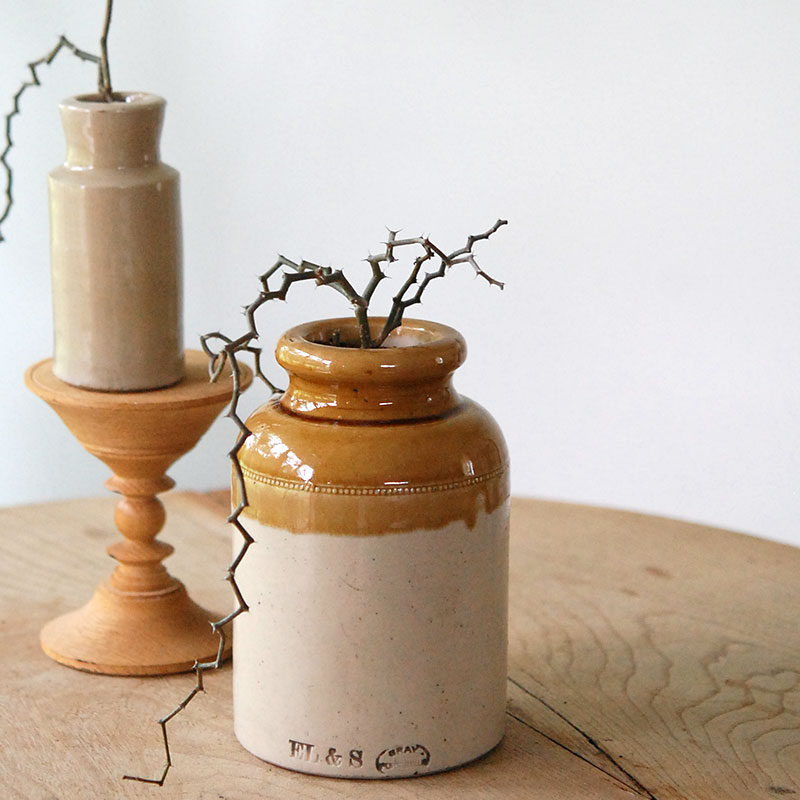 Decarya マダガリエンシス x antique イギリスジャー