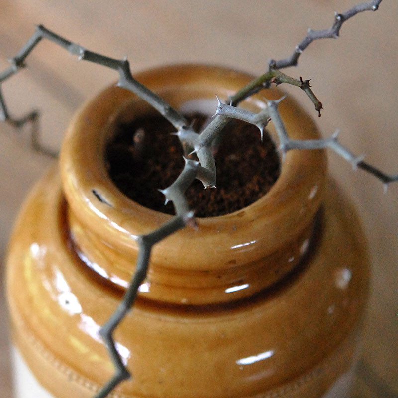 Decarya マダガリエンシス x antique イギリスジャー