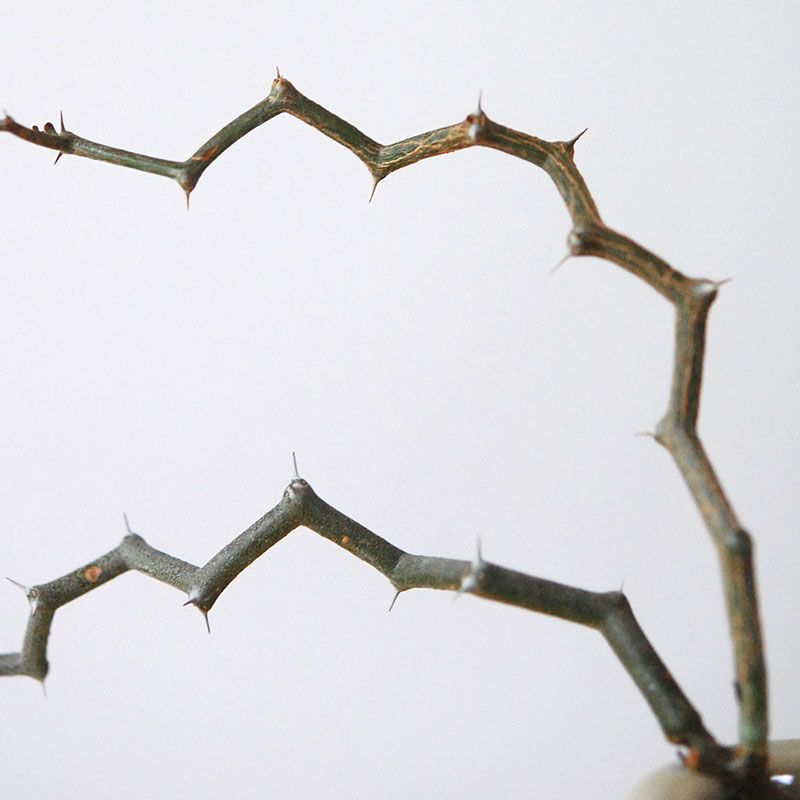 Decarya マダガリエンシス x antique イギリスジャー