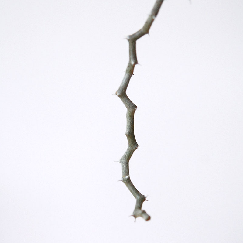 Decarya マダガリエンシス x antique イギリスジャー