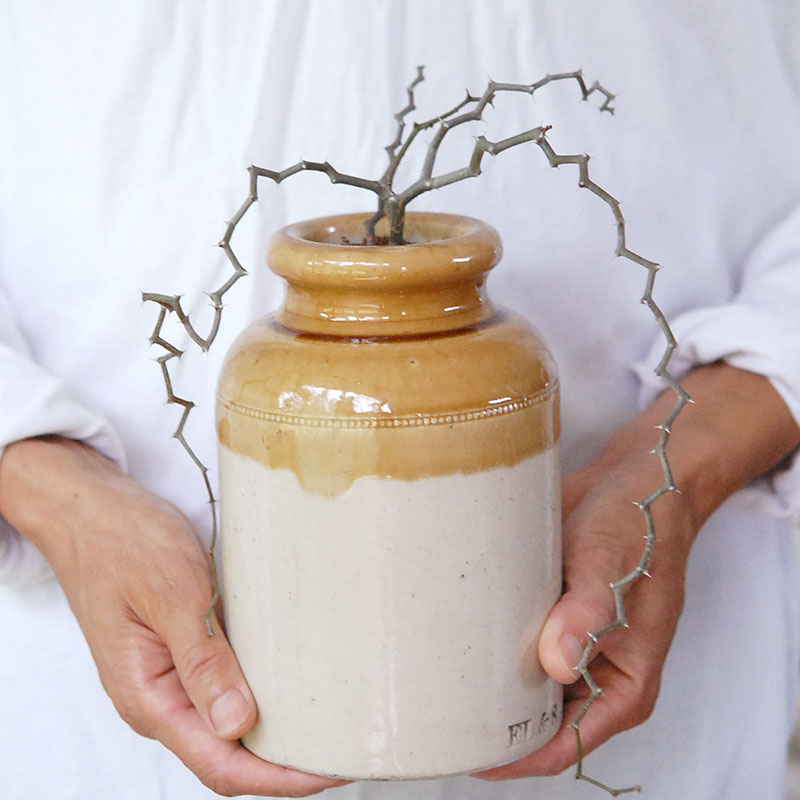 Decarya マダガリエンシス x antique イギリスジャー