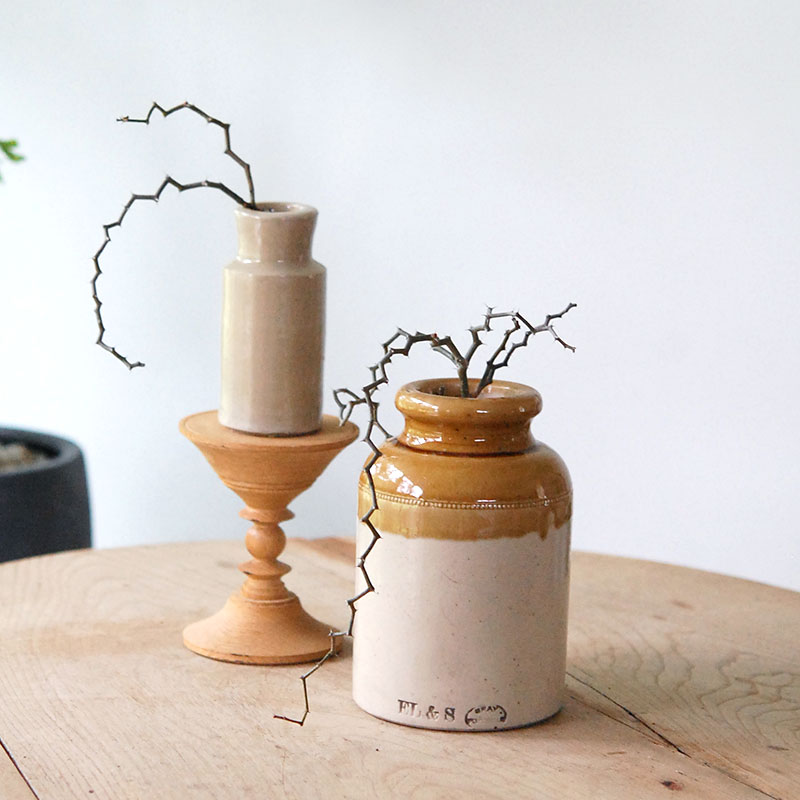 Decarya マダガリエンシス x antique イギリスジャー