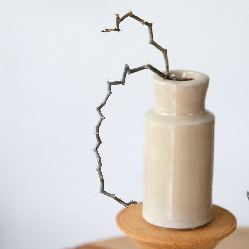 Decarya マダガリエンシス x antique イギリスジャー