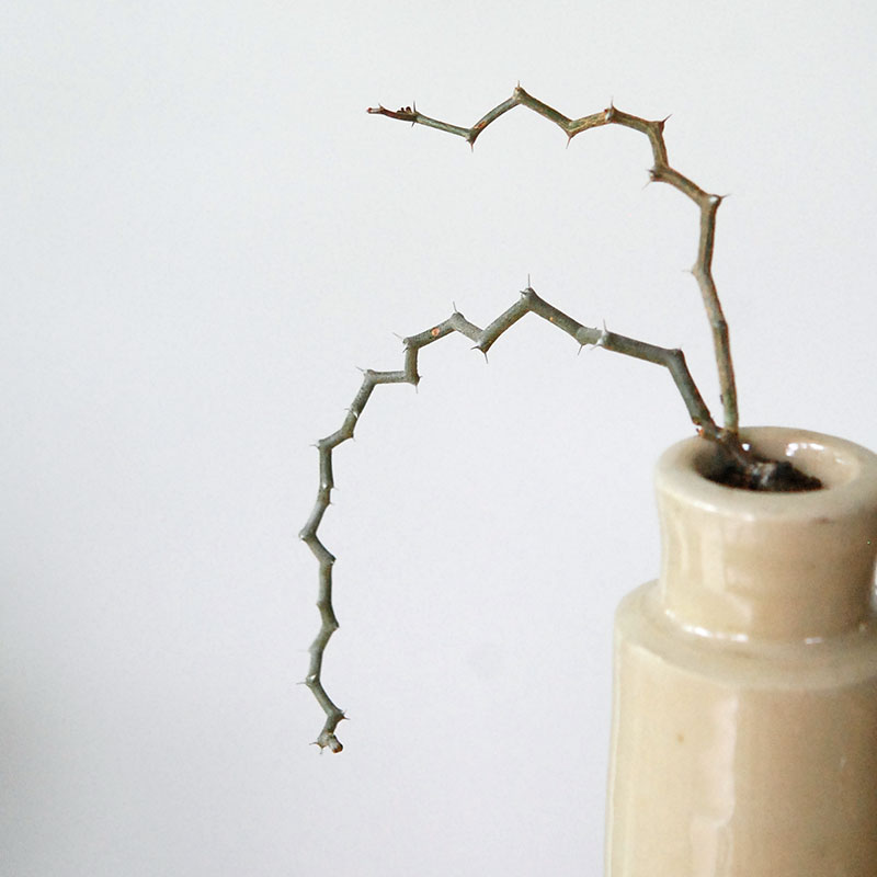 Decarya マダガリエンシス x antique イギリスジャー