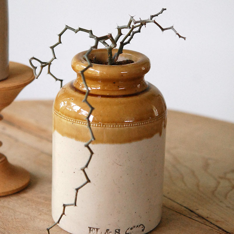 Decarya マダガリエンシス x antique イギリスジャー