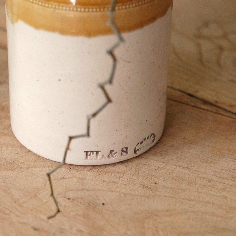 Decarya マダガリエンシス x antique イギリスジャー