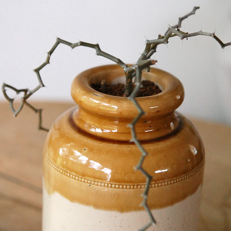 Decarya マダガリエンシス x antique イギリスジャー