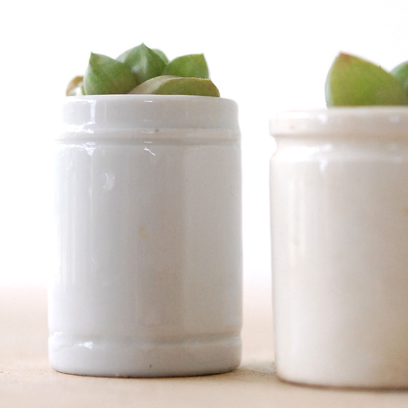 Haworthia だるま玉扇 x antique pot