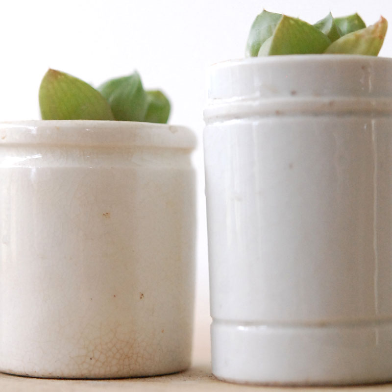 Haworthia だるま玉扇 x antique pot