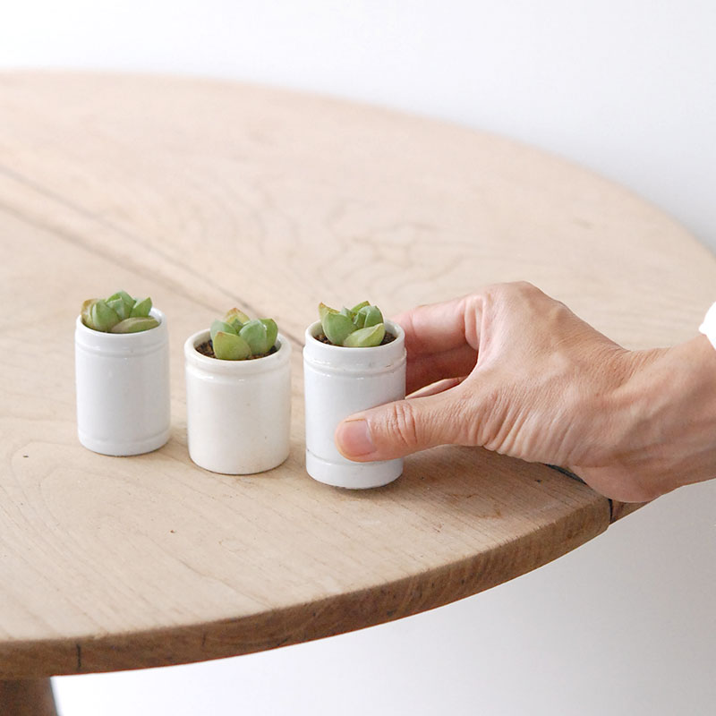 Haworthia だるま玉扇 x antique pot