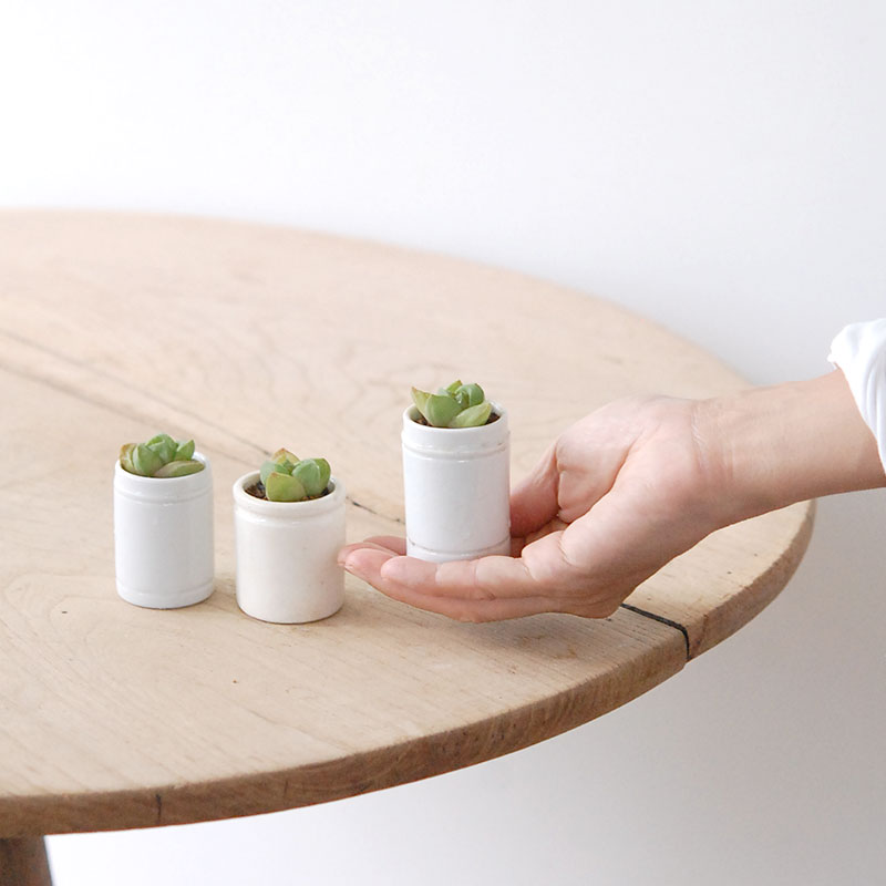 Haworthia だるま玉扇 x antique pot