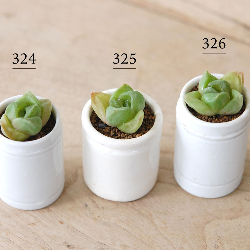 Haworthia だるま玉扇 x antique pot