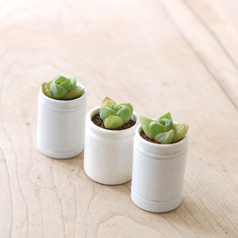 Haworthia だるま玉扇 x antique pot