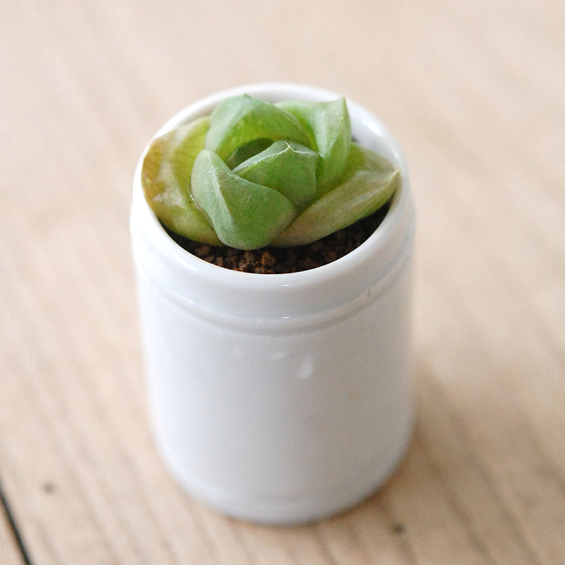 Haworthia だるま玉扇 x antique pot