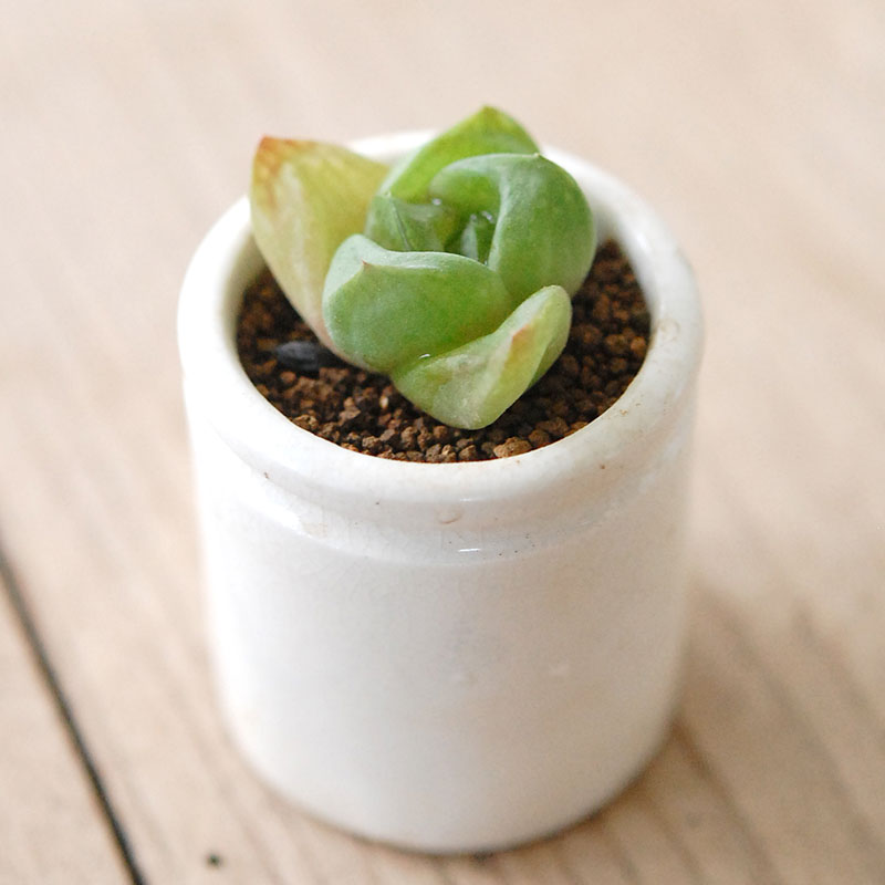 Haworthia だるま玉扇 x antique pot