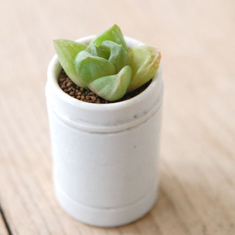 Haworthia だるま玉扇 x antique pot