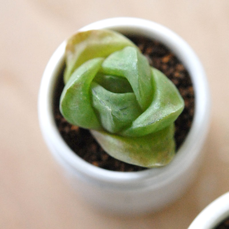 Haworthia だるま玉扇 x antique pot