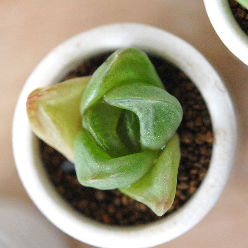 Haworthia だるま玉扇 x antique pot