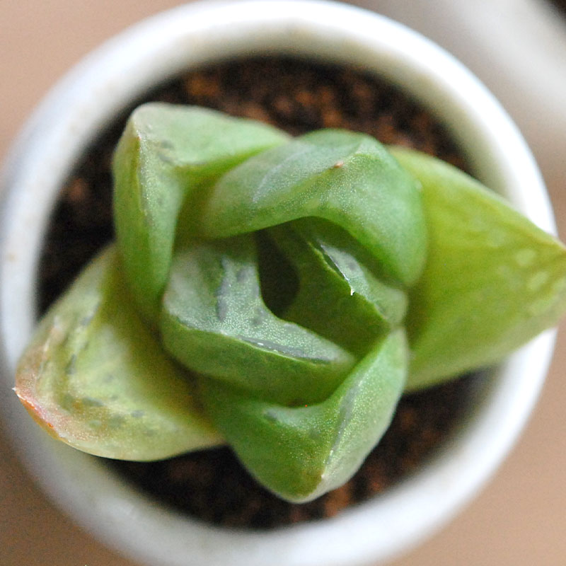 Haworthia だるま玉扇 x antique pot