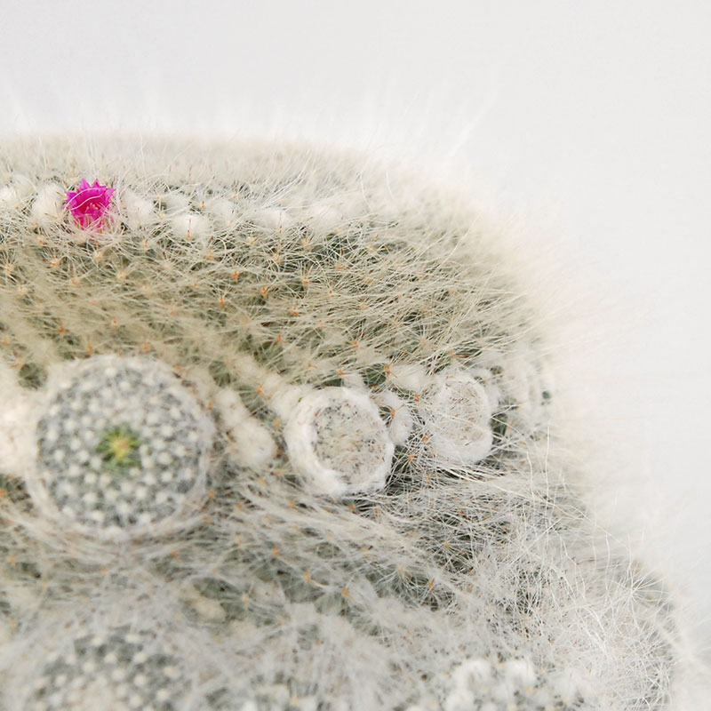 Mammillaria 玉翁 x antique pot 513