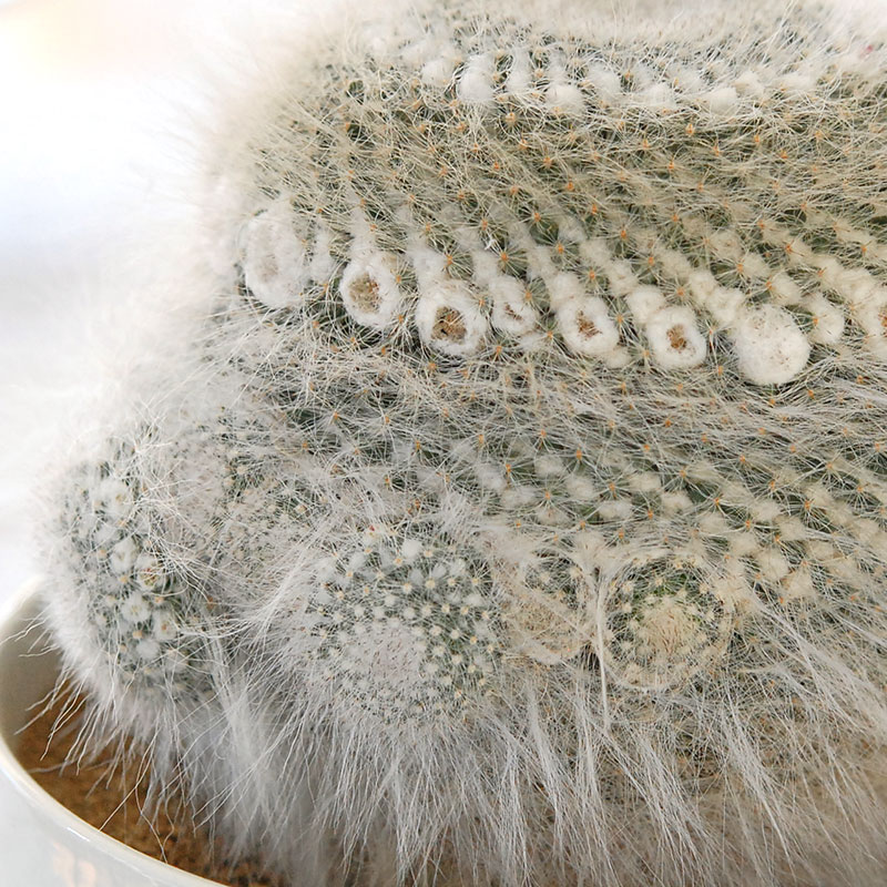 Mammillaria 玉翁 x antique pot 513