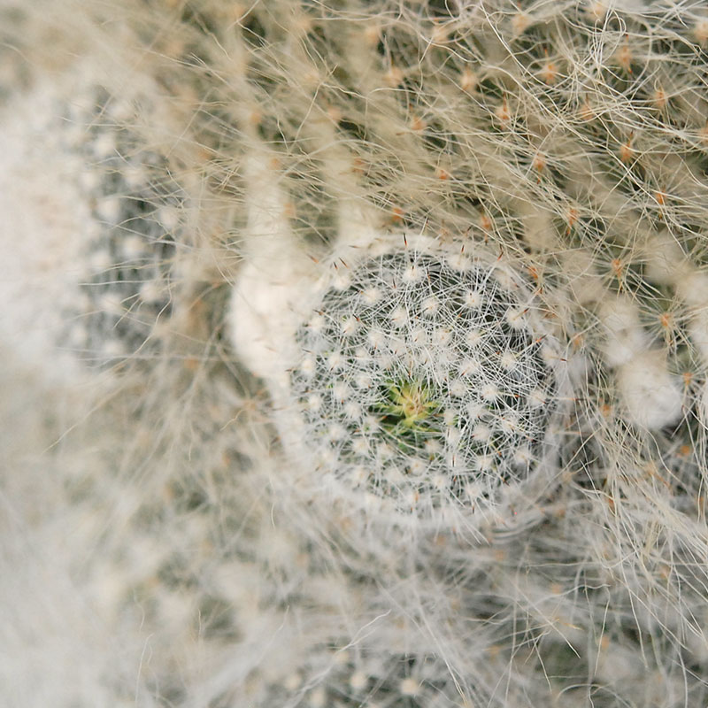 Mammillaria 玉翁 x antique pot 513