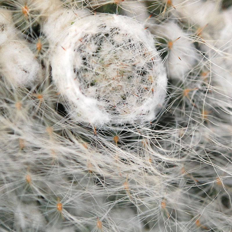 Mammillaria 玉翁 x antique pot 513