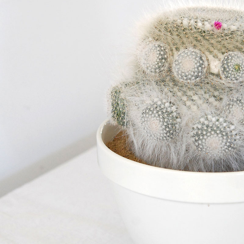 Mammillaria 玉翁 x antique pot 513