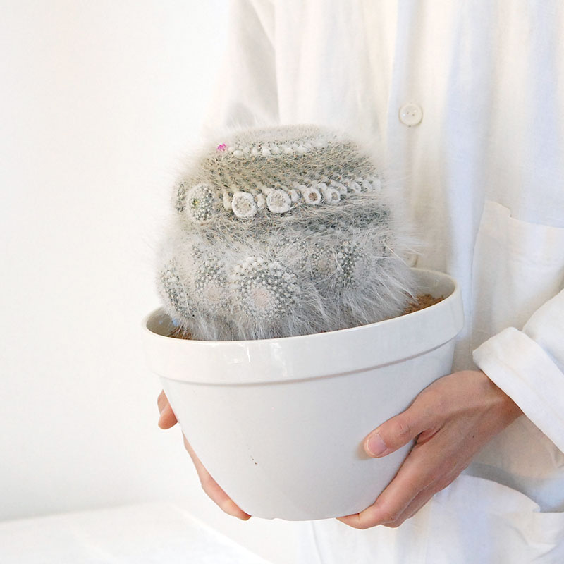 Mammillaria 玉翁 x antique pot 513